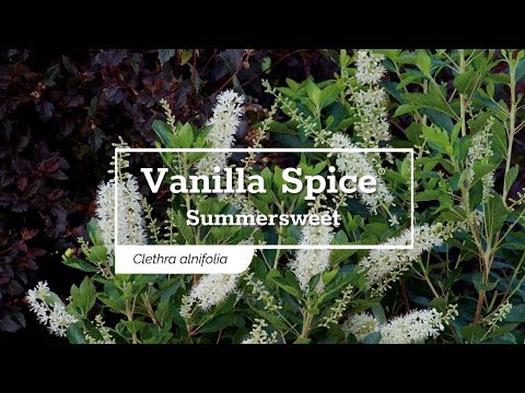 Vanilla Spice® Summersweet (Clethra)