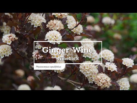 Ginger Wine® Ninebark (Physocarpus)
