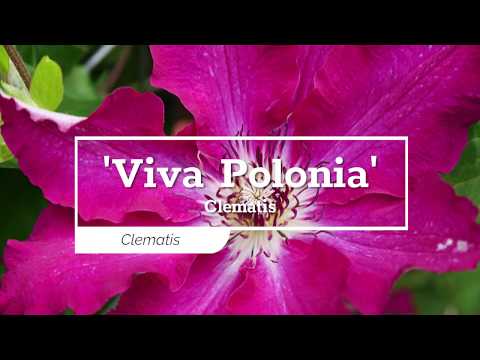 'Viva Polonia' Clematis