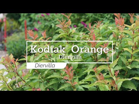 Kodiak® Orange Diervilla