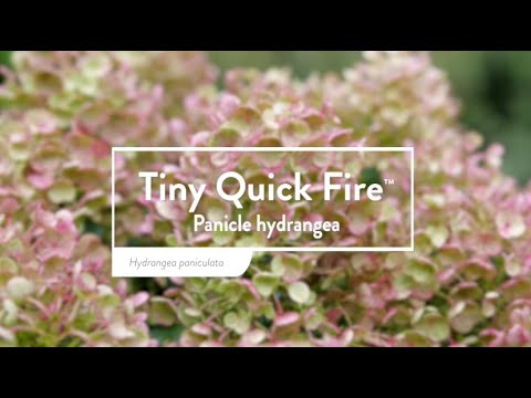 Tiny Quick Fire™ Panicle Hydrangea