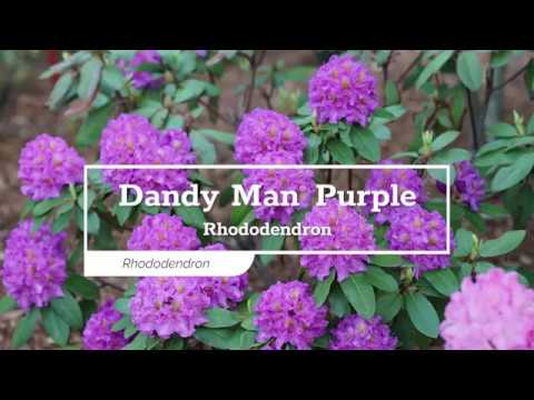 Dandy Man® Purple Rhododendron