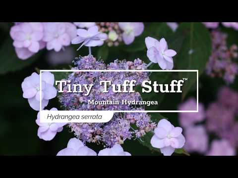 Tiny Tuff Stuff™ Mountain Hydrangea