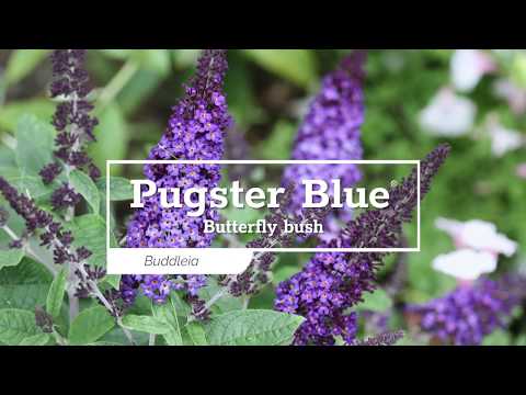 Pugster Blue® Butterfly Bush (Buddleia)