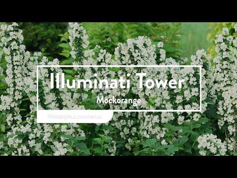 Illuminati Tower® Mock Orange (Philadelphus)