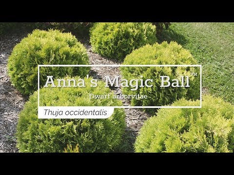 Anna's Magic Ball® Arborvitae (Thuja)