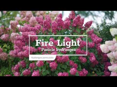 Fire Light® Panicle Hydrangea