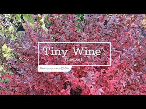 Tiny Wine® Ninebark (Physocarpus)