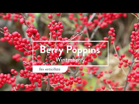 Berry Poppins® Winterberry Holly (Ilex)