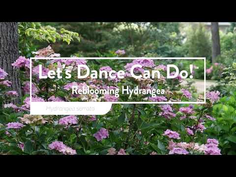 Let's Dance Can Do!® Bigleaf Hydrangea | Proven Winners – Great