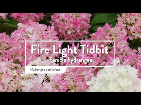 Fire Light Tidbit® Panicle Hydrangea