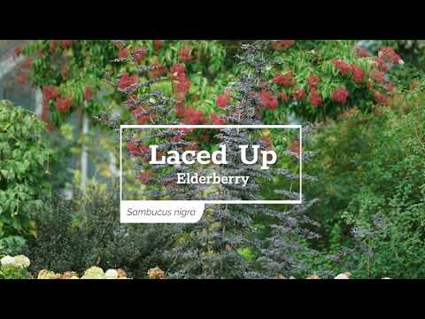 Laced Up® Elderberry (Sambucus)
