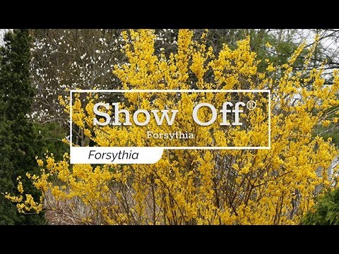 Show Off® Forsythia