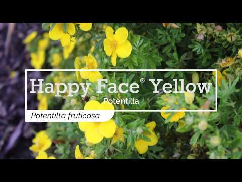 Happy Face® Yellow Potentilla