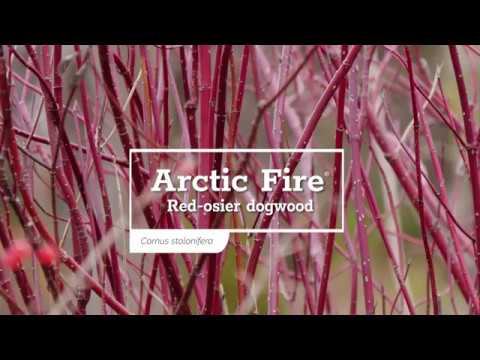 Arctic Fire® Red Red-Twig Dogwood (Cornus)