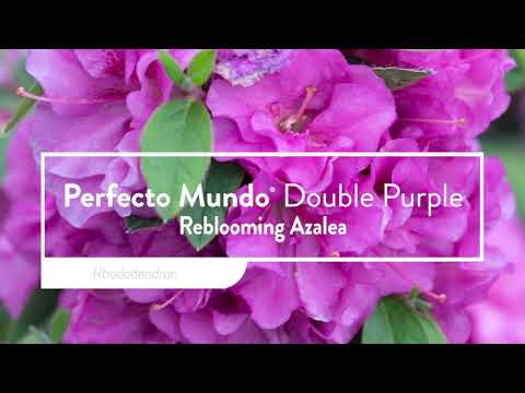 Perfecto Mundo® Double Purple Reblooming Azalea (Rhododendron)