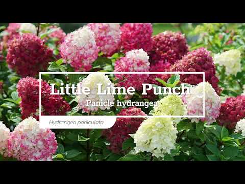 Little Lime Punch® Panicle Hydrangea