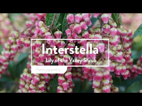 Interstella® Lily-of-the-Valley Shrub (Pieris)