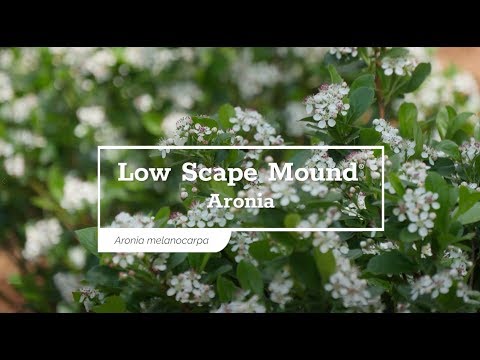 Low Scape Mound® Aronia