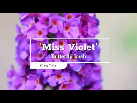 'Miss Violet' Butterfly Bush (Buddleia)
