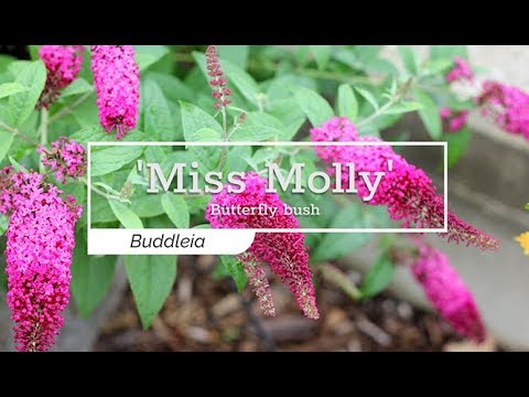 'Miss Molly' Butterfly Bush (Buddleia)