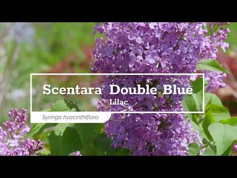 Scentara® Double Blue Lilac (Syringa)