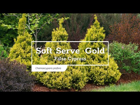 Soft Serve® Gold False Cypress (Chamaecyparis)