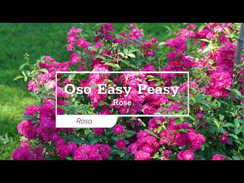 Oso Easy Peasy® Rose