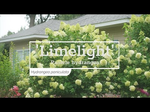 'Limelight' Panicle Hydrangea