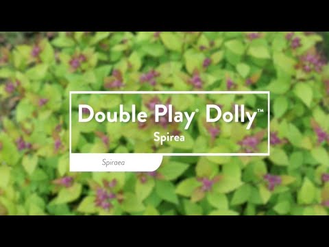 Double Play Dolly® Spirea