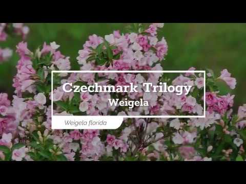 Czechmark Trilogy® Weigela