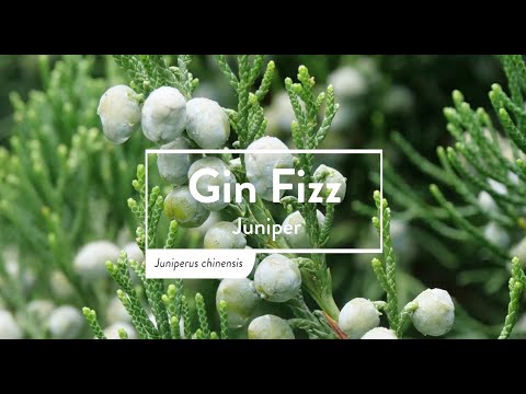 Gin Fizz® Juniper