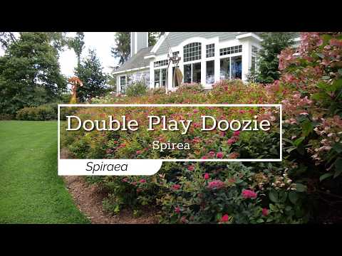 Double Play Doozie® Reblooming Spirea
