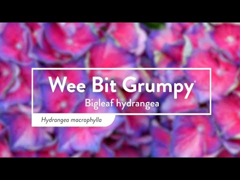 Wee Bit Grumpy® Bigleaf Hydrangea