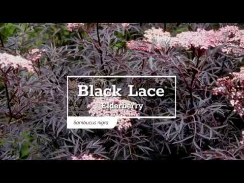 Black Lace® Elderberry (Sambucus)