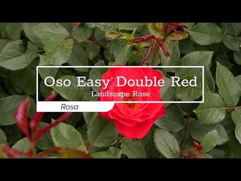 Oso Easy Double Red® Rose