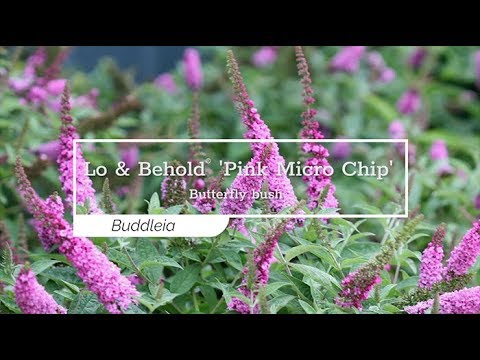 Lo & Behold® 'Pink Micro Chip' Butterfly Bush (Buddleia)