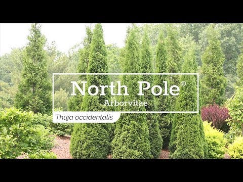 North Pole® Arborvitae (Thuja)