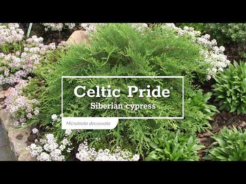 Celtic Pride® Siberian Cypress (Microbiota)