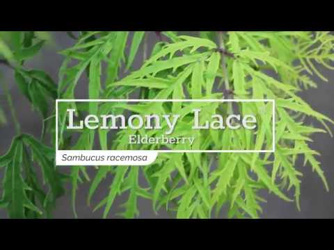 Lemony Lace® Elderberry (Sambucus)