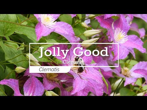 Jolly Good™ Clematis