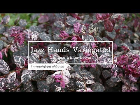 Jazz Hands Variegated® Chinese Fringe-Flower (Loropetalum)