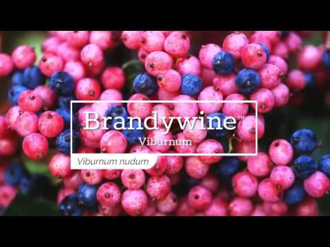 Brandywine™ Witherod Viburnum
