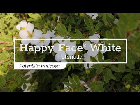Happy Face® White Potentilla