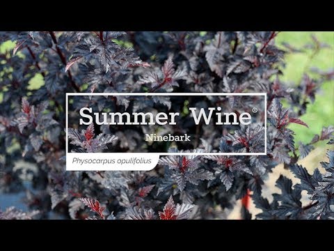 Summer Wine® Ninebark (Physocarpus)