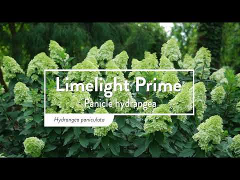 Limelight Prime® Panicle Hydrangea