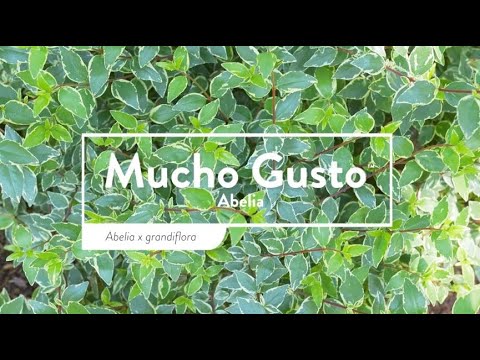 Mucho Gusto® Abelia