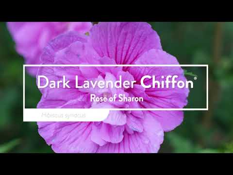 Dark Lavender Chiffon® Rose of Sharon (Hibiscus)