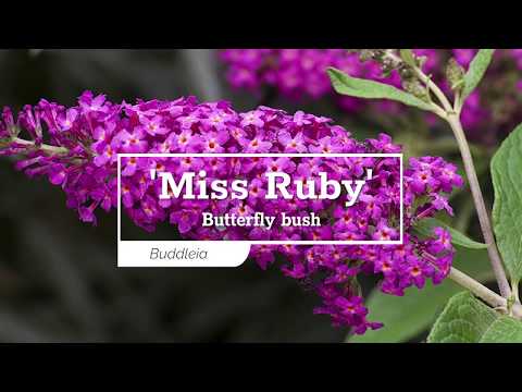 'Miss Ruby' Butterfly Bush (Buddleia)