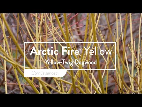 Arctic Fire® Yellow Red-Twig Dogwood (Cornus)